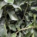 （牛）广西正宗沃柑苗，砂糖橘，金秋，免费指导种植技术