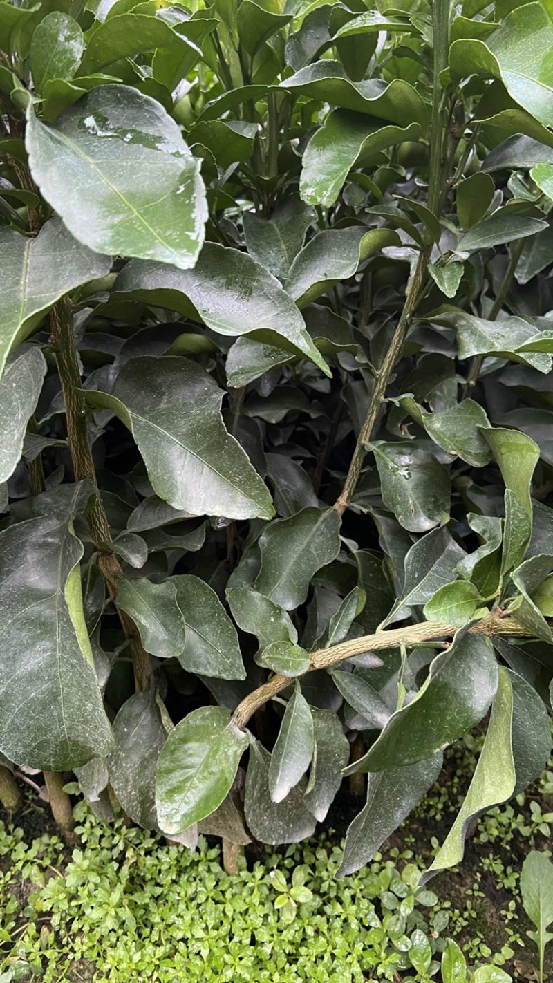 （牛）广西正宗沃柑苗，砂糖橘，金秋，免费指导种植技术