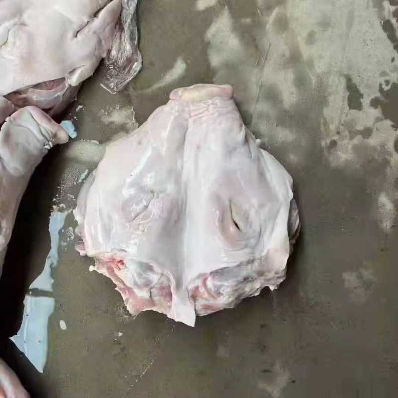 猪头