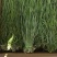 贡菜干