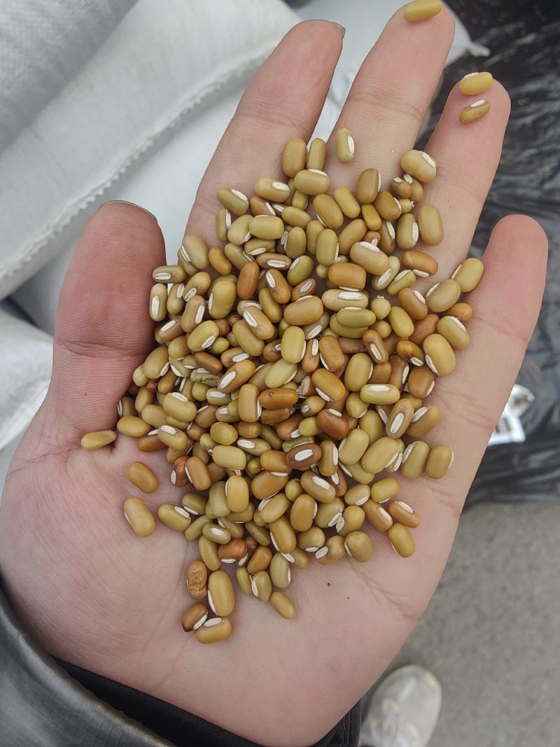 直供缅甸绿竹豆现货50吨，质量保障，先到先得！欢迎选购！