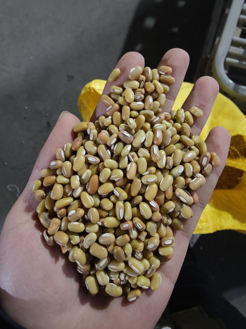 直供缅甸绿竹豆现货50吨，质量保障，先到先得！欢迎选购！