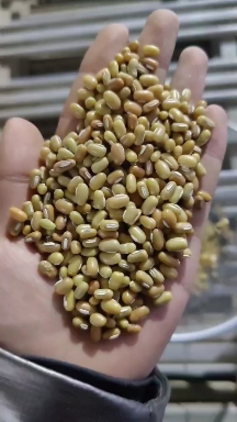 直供缅甸绿竹豆现货50吨，质量保障，先到先得！欢迎选购！