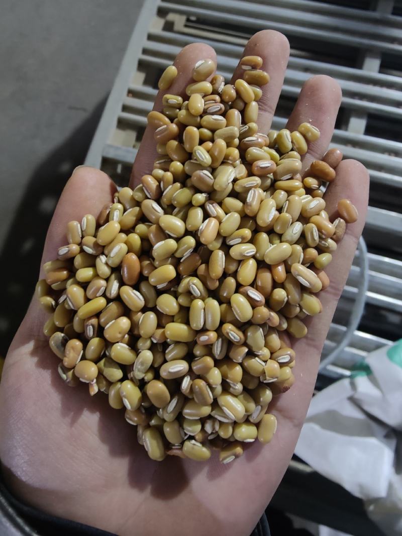 直供缅甸绿竹豆现货50吨，质量保障，先到先得！欢迎选购！