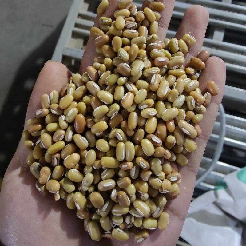 直供缅甸绿竹豆现货50吨，质量保障，先到先得！欢迎选购！