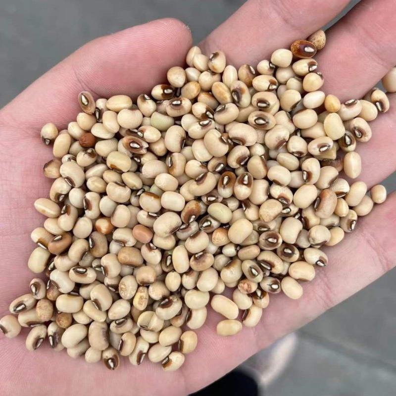 红门白豇豆小粒，现货50吨，有需要的老板请联系我