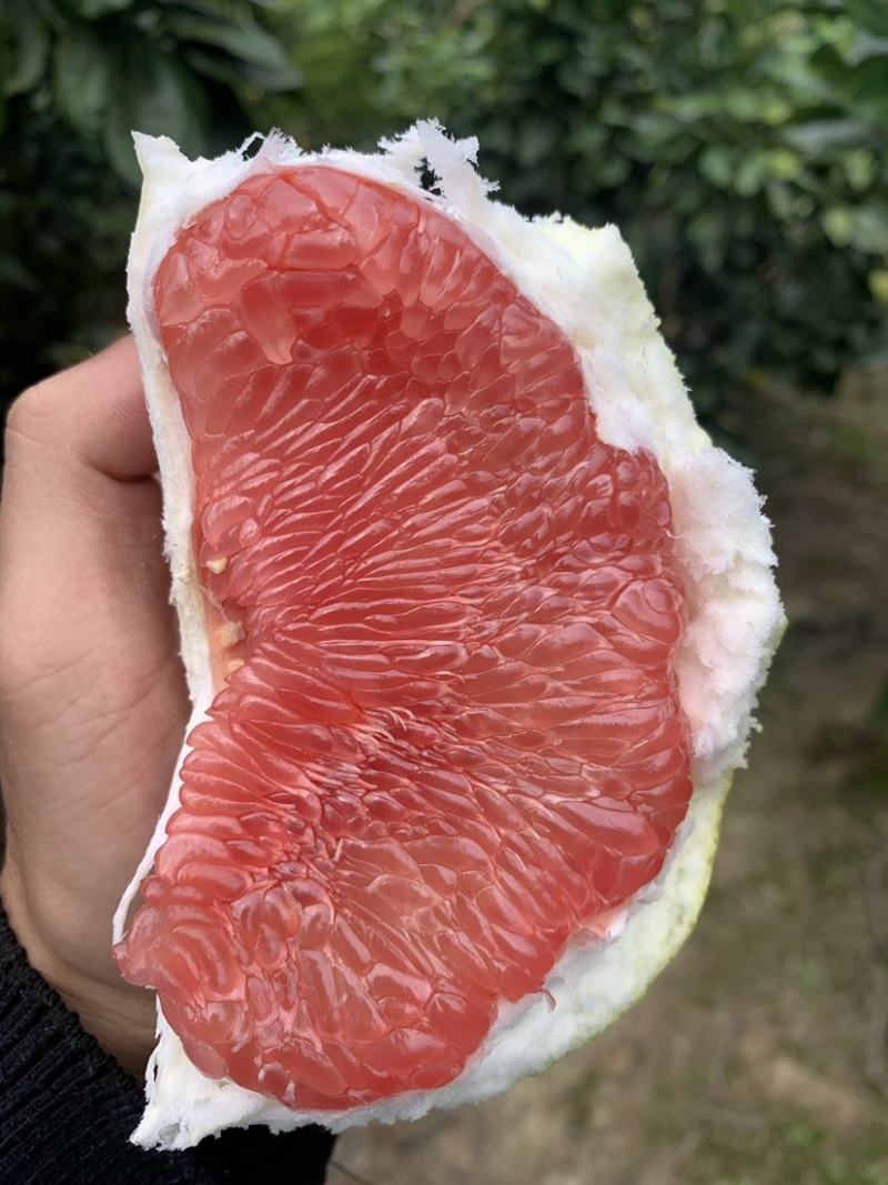 福建宁德精品柚子红心柚产地直发货量充足量大从优