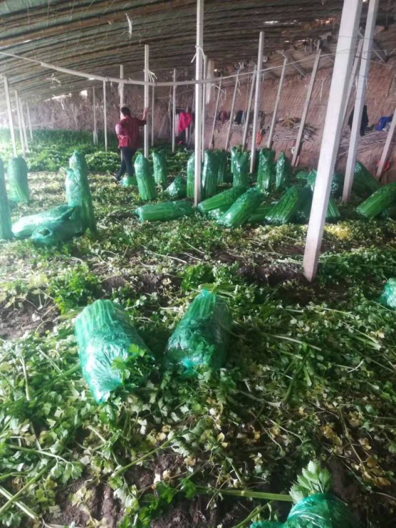 山东高温棚芹菜大量上市，色泽绿无黄叶，品质好