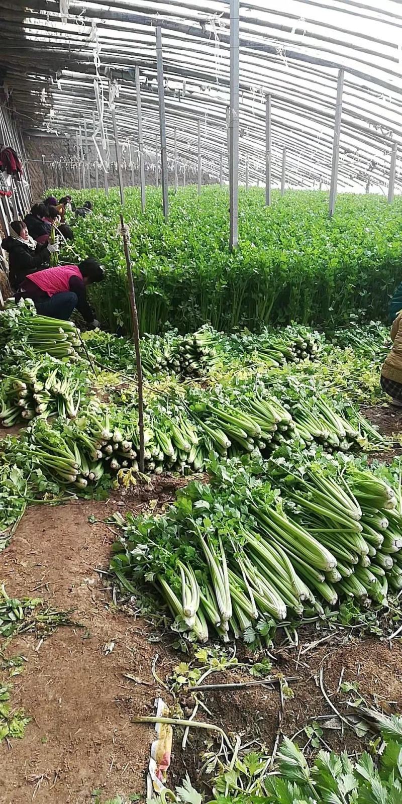 山东高温棚芹菜大量上市，色泽绿无黄叶，品质好