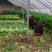 山东高温棚芹菜大量上市，色泽绿无黄叶，品质好