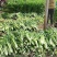 山东高温棚芹菜大量上市，色泽绿无黄叶，品质好