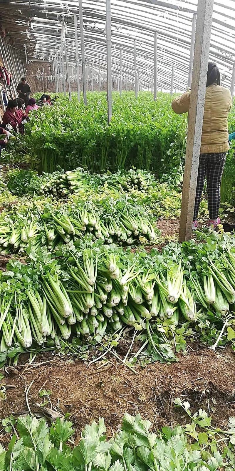 山东高温棚芹菜大量上市，色泽绿无黄叶，品质好