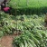 山东高温棚芹菜大量上市，色泽绿无黄叶，品质好