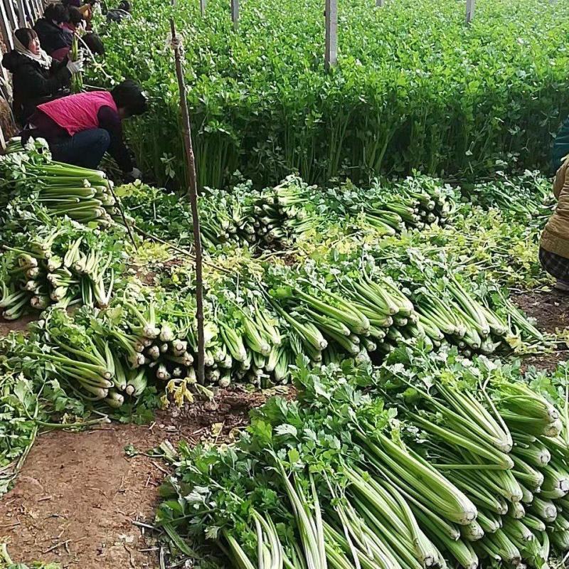 山东高温棚芹菜大量上市，色泽绿无黄叶，品质好