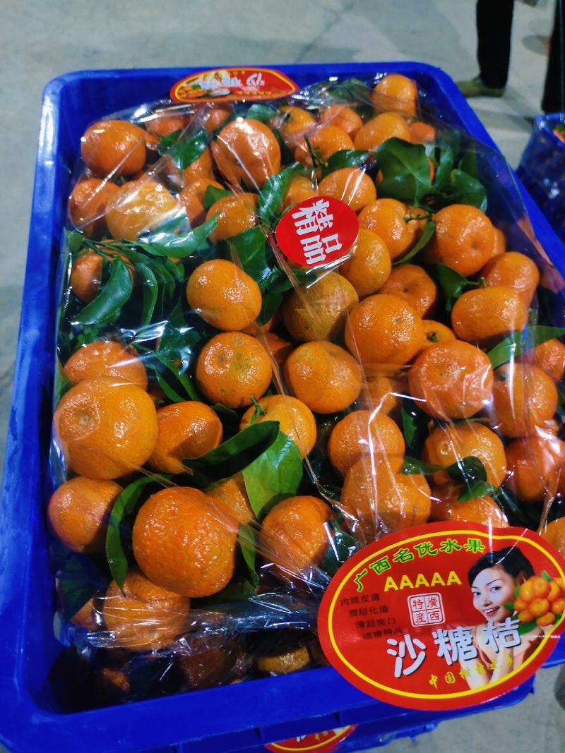 沙糖桔产地直供，口感甜，入口化渣看园采果电商社区团购直供