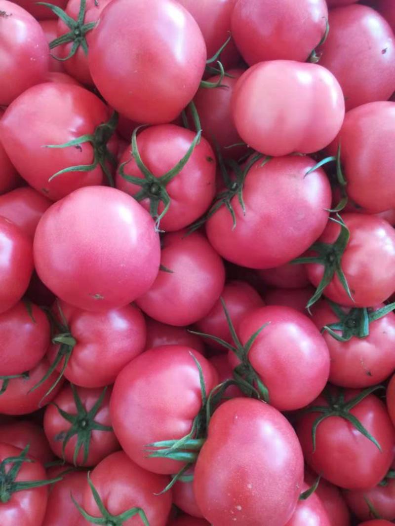高温棚大硬粉西红柿大量上市了，酸甜可口汁水丰富，耐运输