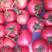 高温棚大硬粉西红柿大量上市了，酸甜可口汁水丰富，耐运输