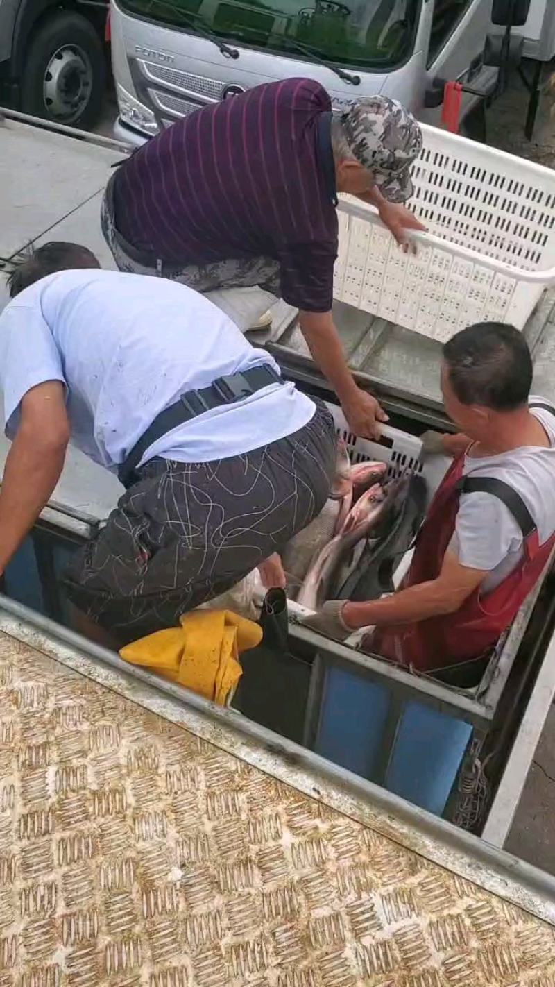 东北冬捕胖头鱼黑鲢鱼花鲢鱼支持一件代发