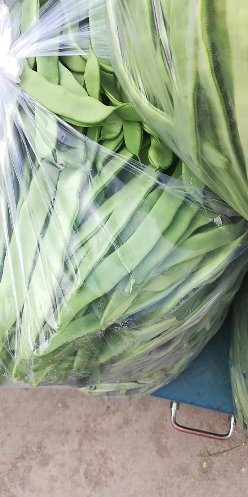 芸豆30cm以上高温棚种植品种多，质量优，颜色绿。
