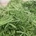 芸豆30cm以上高温棚种植品种多，质量优，颜色绿。