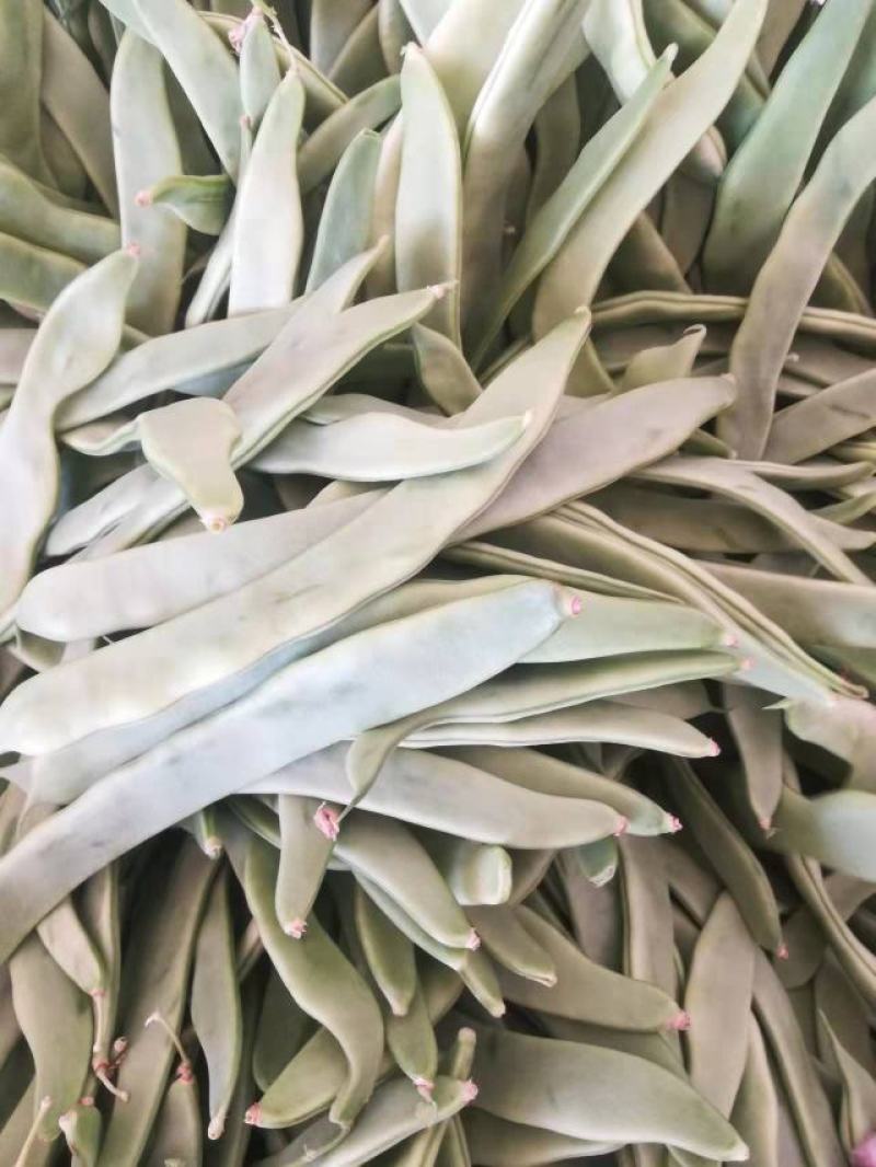 芸豆30cm以上高温棚种植品种多，质量优，颜色绿。