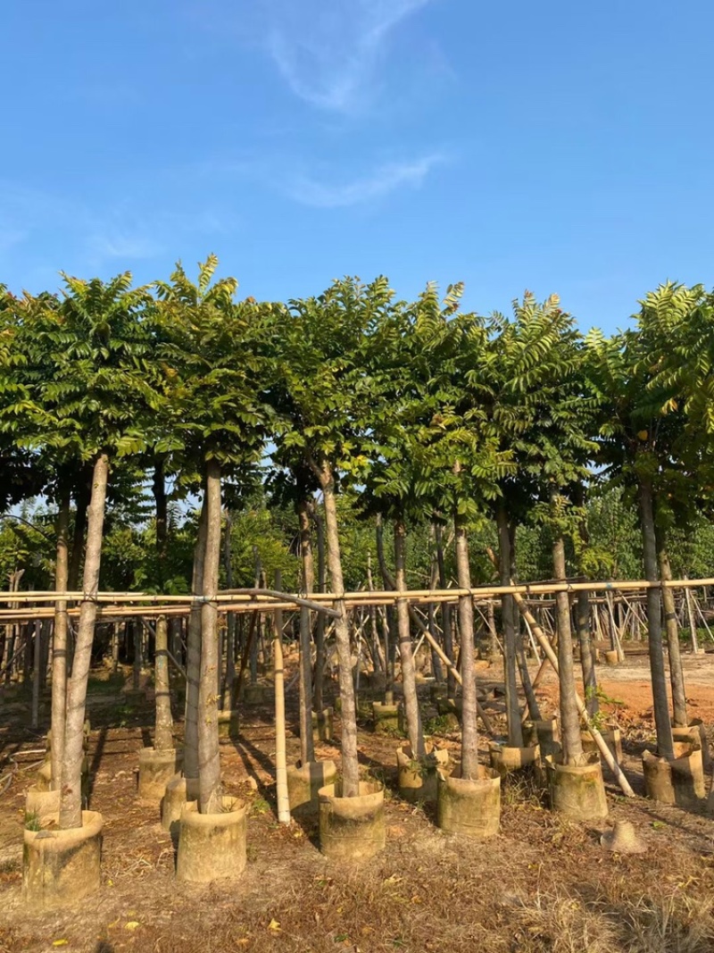 麻楝5-20分低价出售。