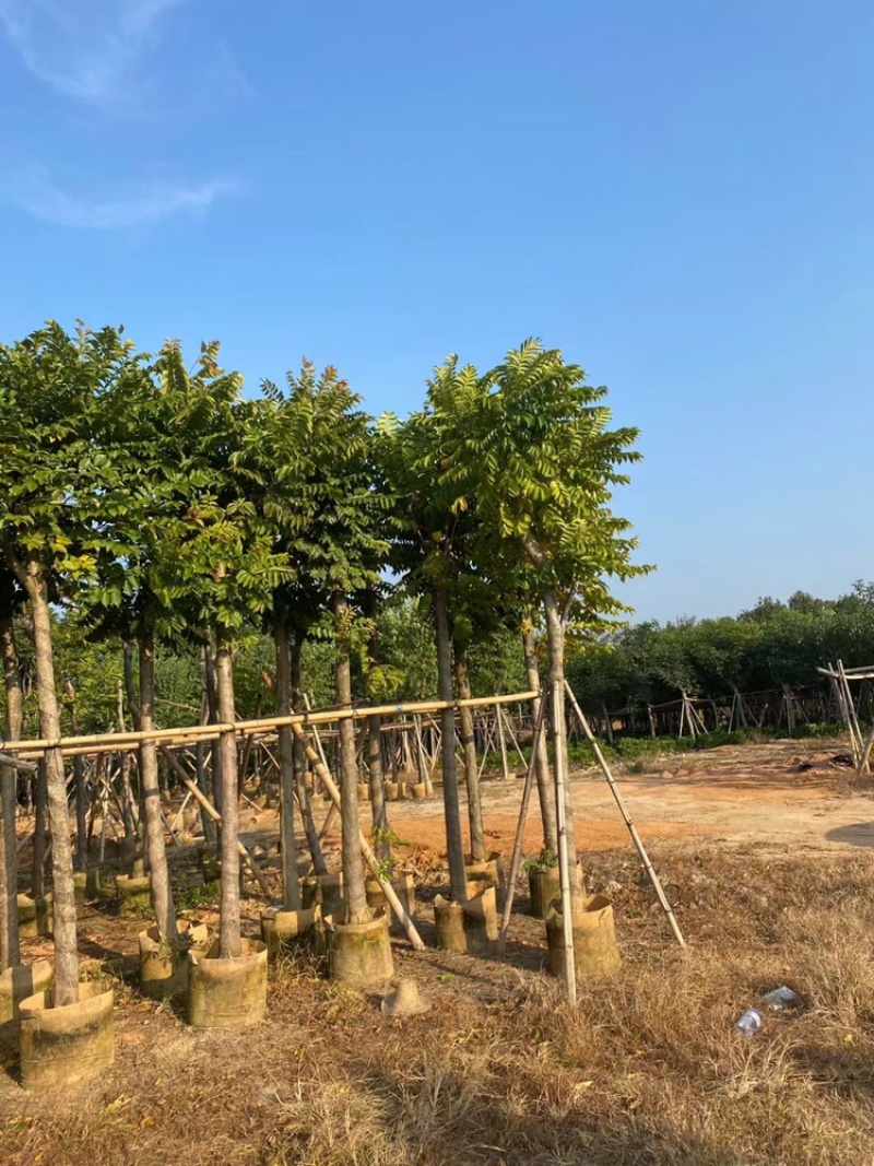 麻楝5-20分低价出售。