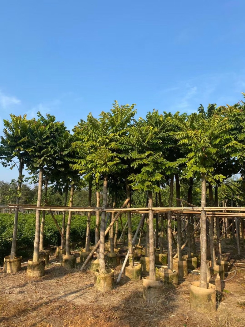 麻楝5-20分低价出售。