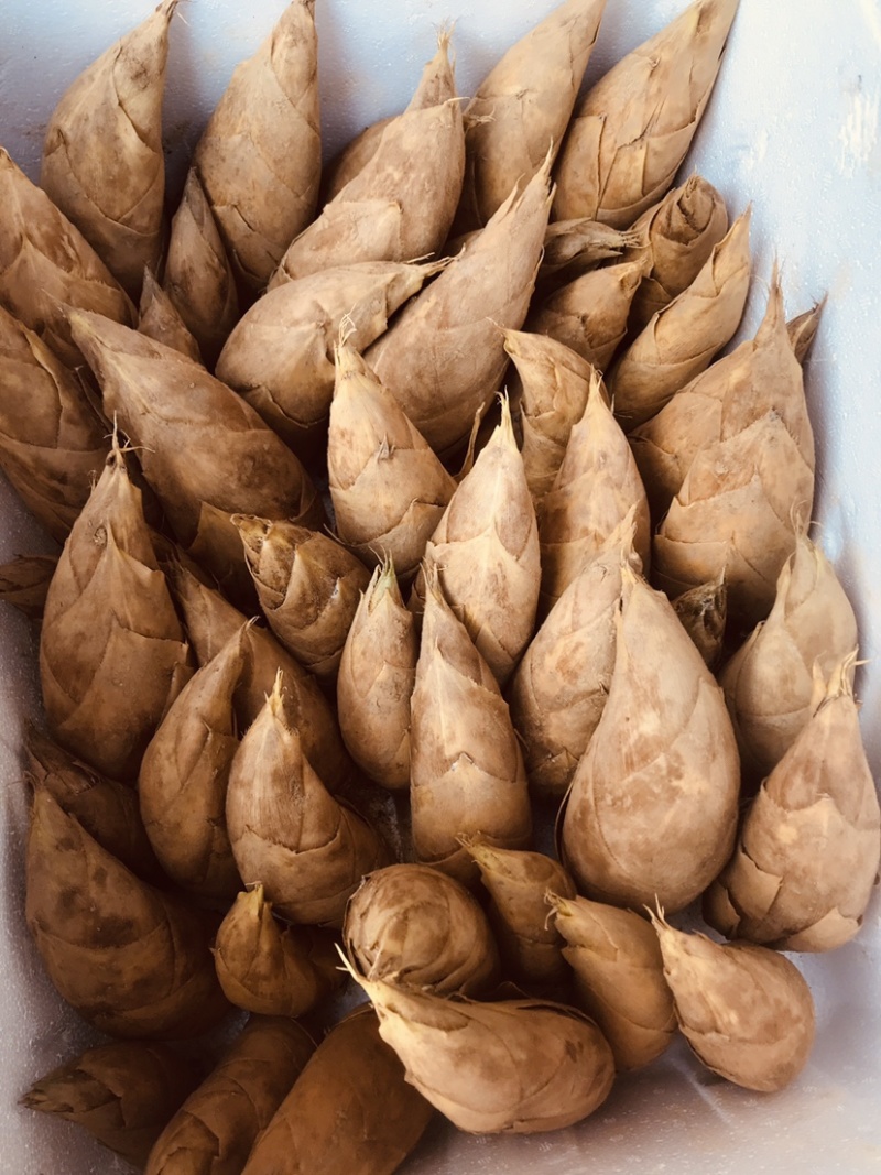 广西桂林龙胜高山冬笋新鲜现挖现发脆嫩鲜美可口美味