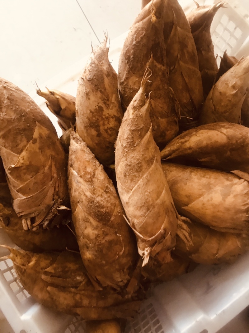 广西桂林龙胜高山冬笋新鲜现挖现发脆嫩鲜美可口美味