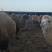 骆驼肉现宰无骨去皮瘦肉牧场直发