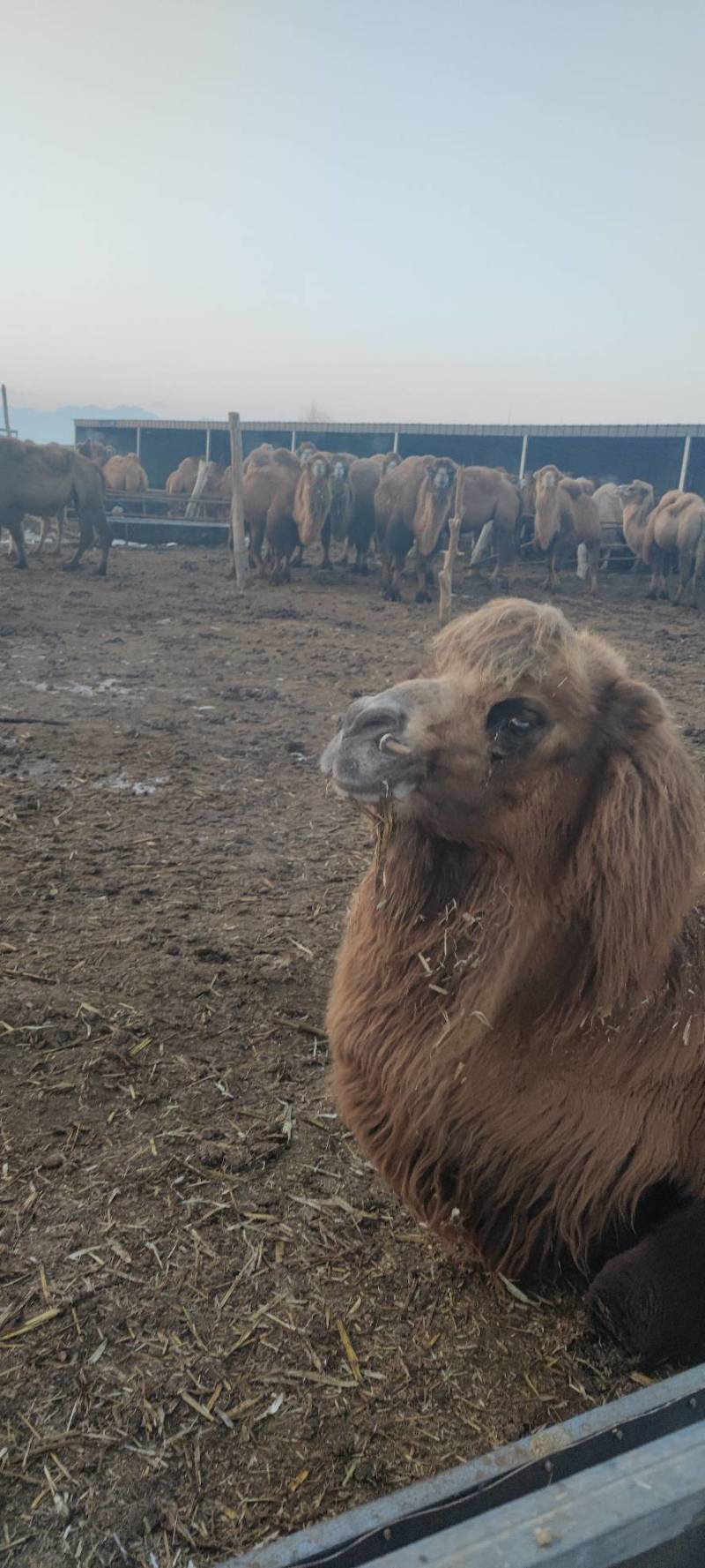 骆驼肉现宰无骨去皮瘦肉牧场直发