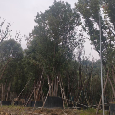 香樟树丛生移栽苗香樟树种植基地各种规格直销批发