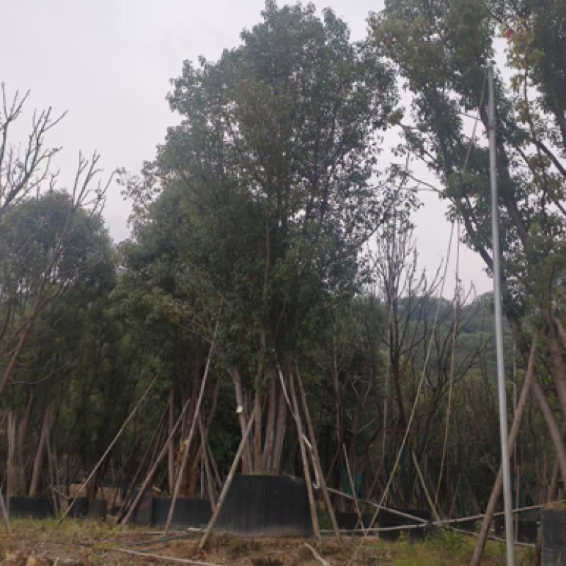 香樟树丛生移栽苗香樟树种植基地各种规格直销批发