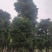 香樟树丛生移栽苗香樟树种植基地各种规格直销批发
