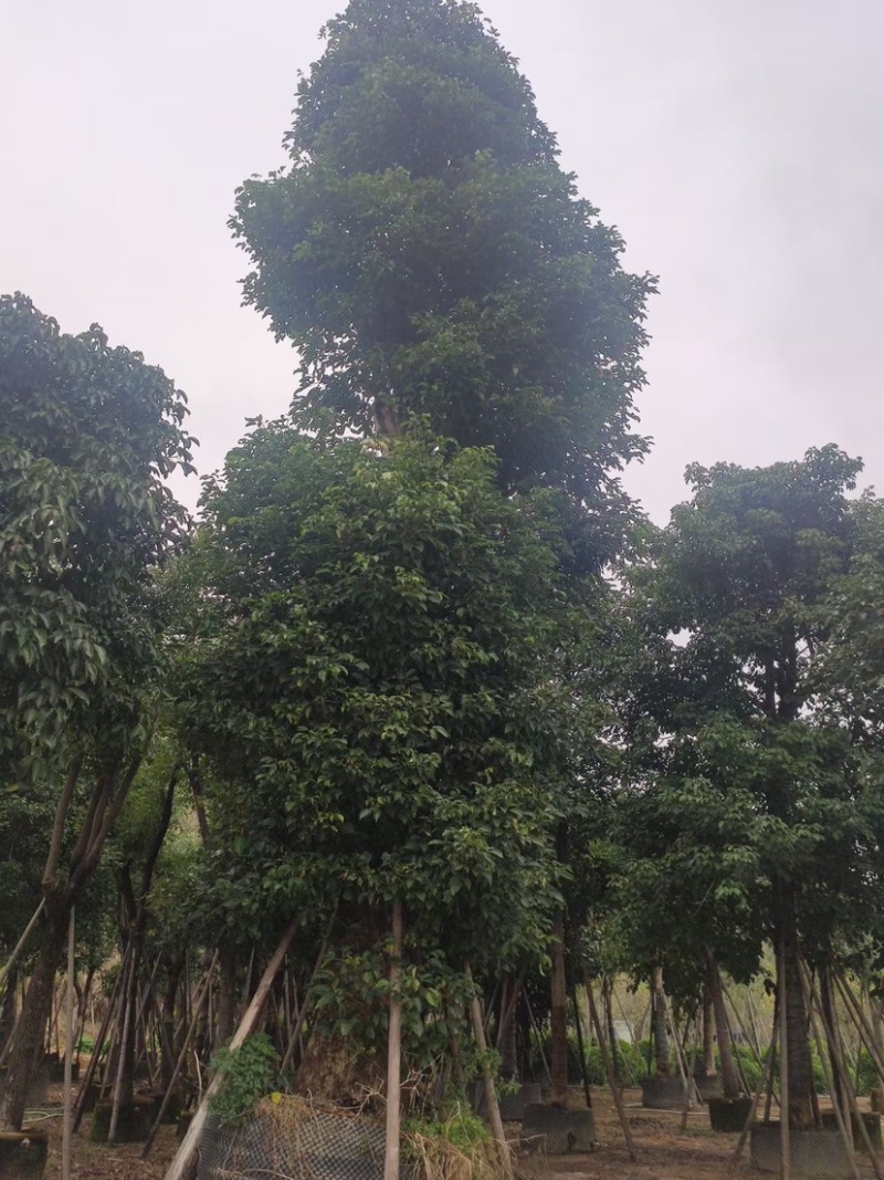 香樟树丛生移栽苗香樟树种植基地各种规格直销批发