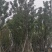 香樟树丛生移栽苗香樟树种植基地各种规格直销批发