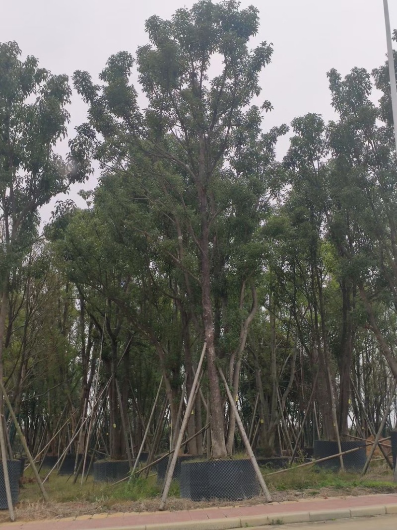 香樟树丛生移栽苗香樟树种植基地各种规格直销批发