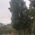 香樟树丛生移栽苗香樟树种植基地各种规格直销批发