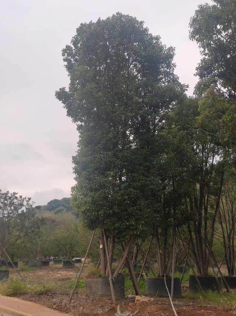 香樟树丛生移栽苗香樟树种植基地各种规格直销批发
