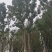 香樟树丛生移栽苗香樟树种植基地各种规格直销批发