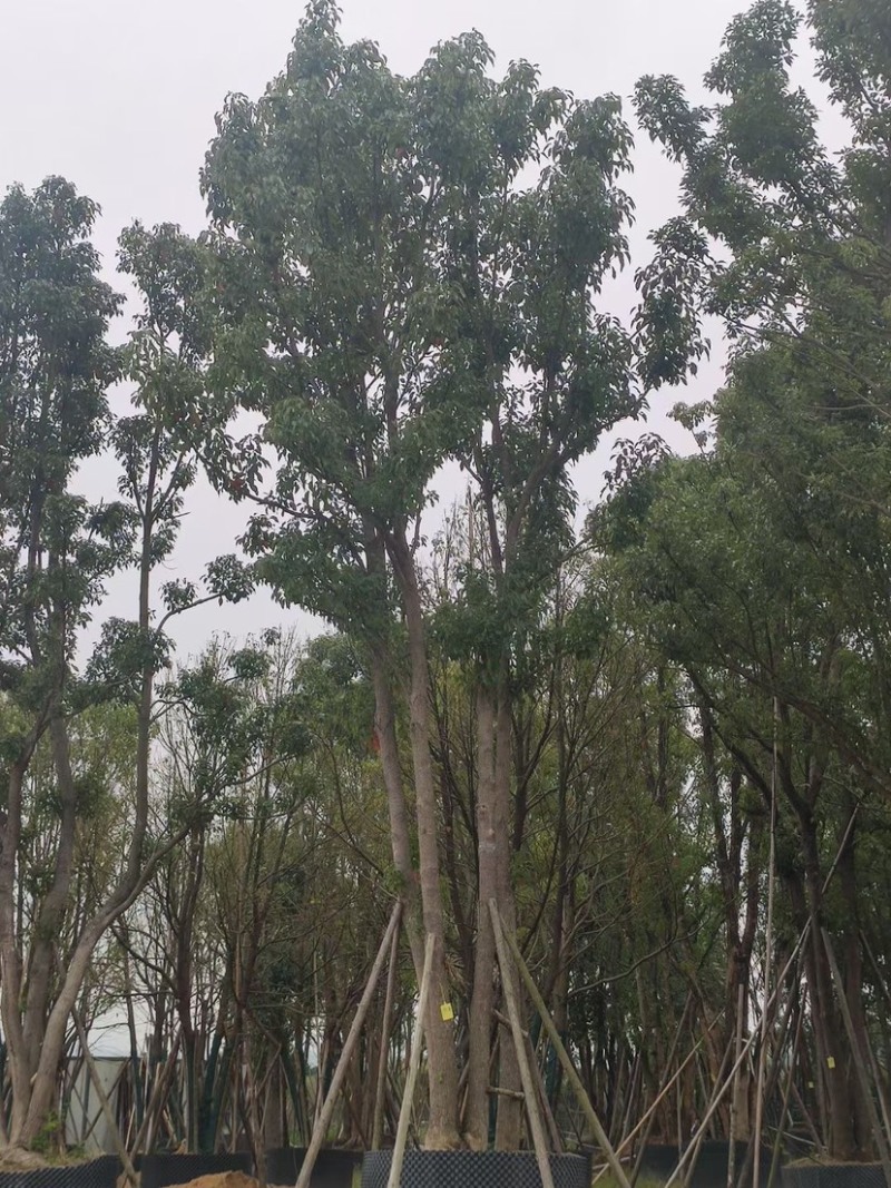 香樟树丛生移栽苗香樟树种植基地各种规格直销批发