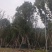 香樟树丛生移栽苗香樟树种植基地各种规格直销批发