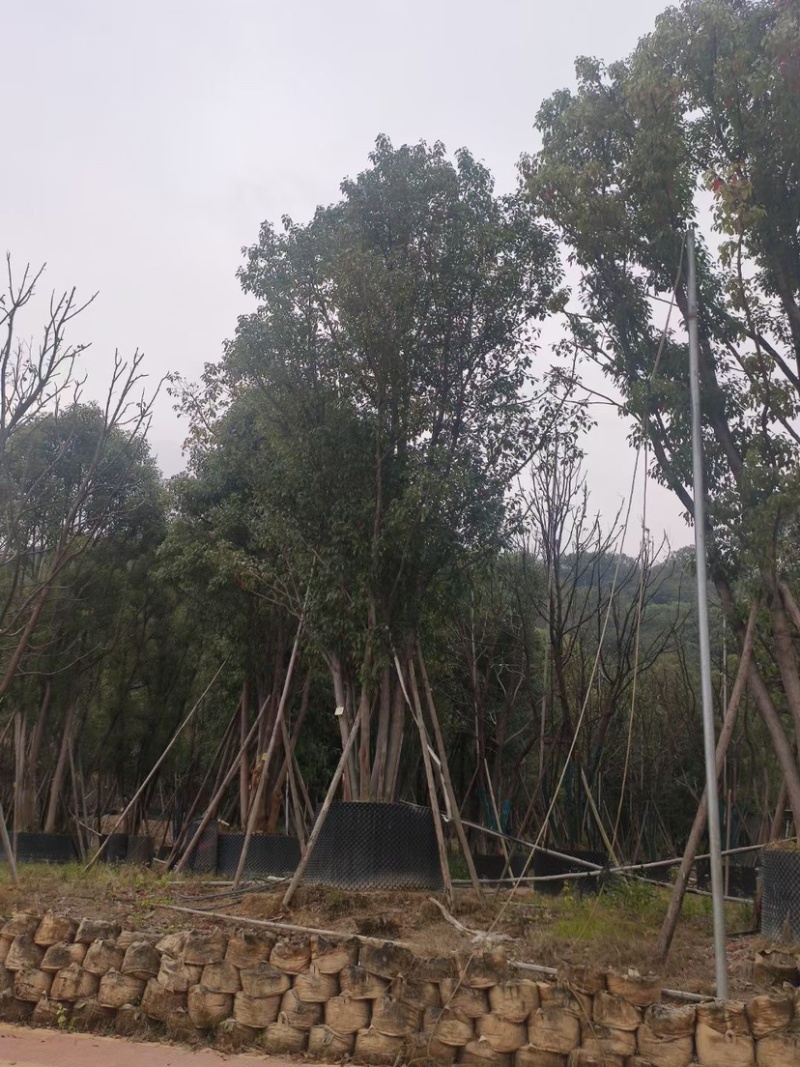 香樟树丛生移栽苗香樟树种植基地各种规格直销批发