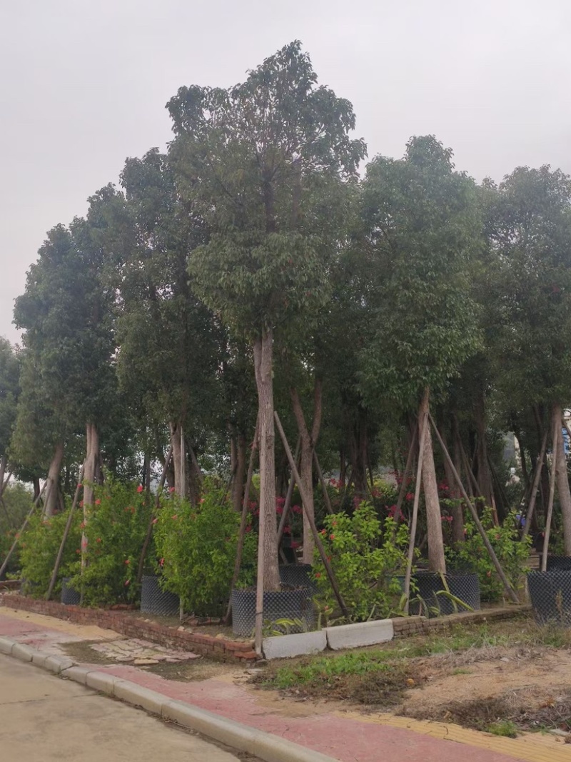 香樟树丛生移栽苗香樟树种植基地各种规格直销批发