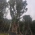 香樟树丛生移栽苗香樟树种植基地各种规格直销批发