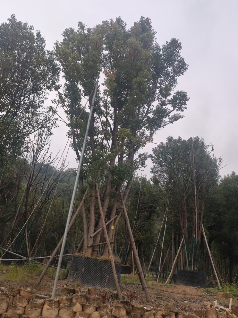 香樟树丛生移栽苗香樟树种植基地各种规格直销批发