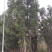 香樟树丛生移栽苗香樟树种植基地各种规格直销批发