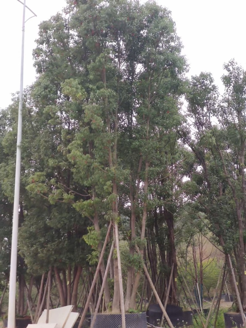 香樟树丛生移栽苗香樟树种植基地各种规格直销批发