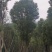 香樟树丛生移栽苗香樟树种植基地各种规格直销批发